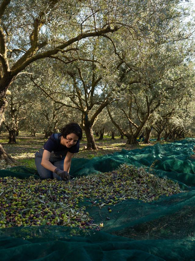 2020 Oliveraiemasdesbories 4